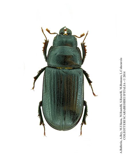 Ceruchus chrysomelinus, femmina